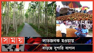 ১ হাজার কোটি টাকার বেশি সুপারি বিক্রির আশা ! | Betel Nut | Lakshmipur | Somoy TV