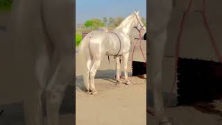 Great Nukra White Horse Stallion 🎠🔥|Horse WhatsApp Satuts |Horse Status #horselover #shorts 🐎💯