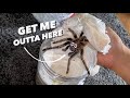 Tarantula Unboxing ~ NOT HAPPY her BUTT was FILMED !!!