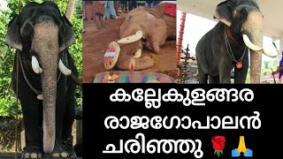 രാജഗോപാലൻ ആന ചരിഞ്ഞു🌹😢|കല്ലേക്കുളങ്ങര രാജഗോപാലൻ ചരിഞ്ഞു|Kellekulangara Rajagopalan|RS Creations