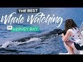 Best Eco-Friendly Whale Watching Tour in Hervey Bay