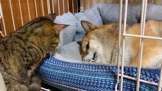 猫リリの夢は柴犬リキと一緒に寝ること♡  Her dream is to sleep with Riki