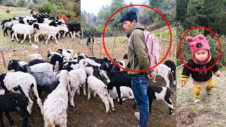 Sanjip \u0026 Jonson herding sheep || Shepherds life Nepal@pastorallifeofnepal