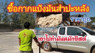 ซื้อกากมันสําปะหลัง (ราคาถูก) เพื่อเอาไปทำมันหมักยีสต์ | ที่โรงงานแป้งมัน by ชีลองฟาร์ม