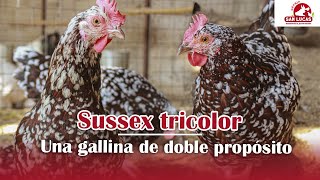 Gallina SUSSEX TRICOLOR | Diferencias y características | Granja San Lucas