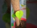 తమలపాకు betel leaf plant grow in pot 🌱🏡