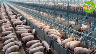 Why and How do Chinese Millionaire Farmers can raise pigs in multi-story buildings? High-TechPigfarm