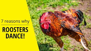 Why roosters dance