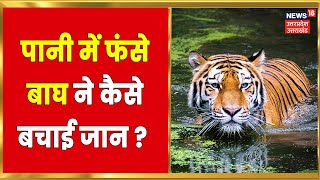 Katerniaghat Wildlife Sanctuary: नदी में फंस गया बाघ, बड़ी मुश्किलों से बचाई जान | EXCLUSIVE