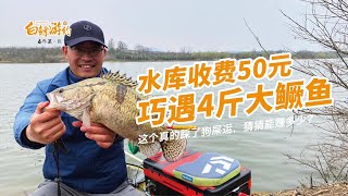 白鰷遊釣：3000畝水域，釣到4斤煤氣罐鱖魚，岸邊釣友瞬間沸騰了