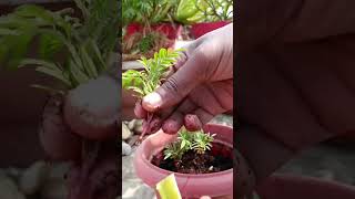 How to grow marigold plant from cutting गेंदे के फूल को कटिंग से लगाने की विधि#shorts #shortsfeed