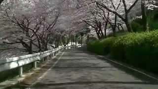 愛媛県西条市市民の森（八堂山）　桜並木　下り車載映像