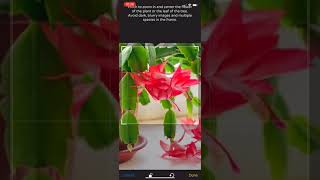 PlantSnap identifies Christmas cactus