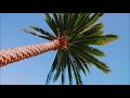 All Kinds of Outdoor Artificial Palm Tree