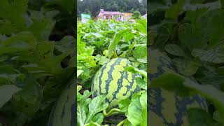 Natural Fresh Fruit 🍉🍇🍊🍌#shortvideo #nature #fruit #fruitcutting