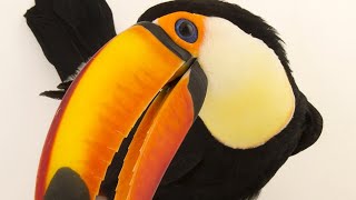 Channel-Billed Toucan | চ্যানেল বিল টুকান ।