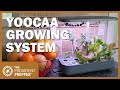 Indoor Garden: Yoocaa LED Hydroponics Growing System Review