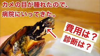 目が腫れたカメを病院に連れてったら意外な診断結果だった。