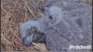 SWFL Eagles ~ Beautiful Image Of Mom Reflected In E22's Eye! Pin Feathers, Tails \u0026 Wingers! 1.26.23