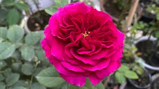 Munstead Wood Rose Review, 14 March 2023