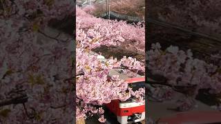 【三浦海岸さくら祭り】京急電車と河津桜　[early flowering cherry blossoms \