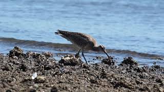 チュウシャクシギ(中杓鴫)　～ Whimbrel ～