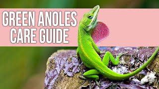 Green Anoles Care Guide for Beginners