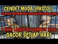 CARA MENGATASI CENDET MBAGONG/GEMBUNG/NGEBALON DAN MACET BUNYI