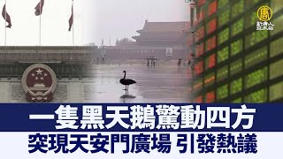 驚動四方 一隻黑天鵝突現天安門廣場｜@ChinaBreakingNewsTV ｜20210907