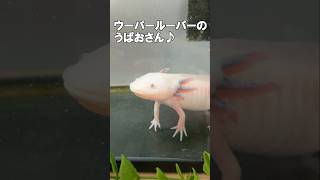 無反応(笑)#ウーパールーパー#ウーパールーパー飼育#axolotl#音読さん