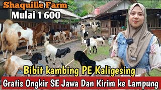 1 600...!! GRATIS ONGKIR SE JAWA KAMBING PE KALIGESING #kambingpe #hargakambing #ternak