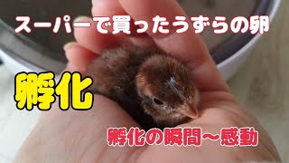 【孵化動画】スーパーで買ったうずらの卵を孵化器で温めた結果