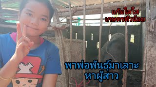 พาหมูพ่อพันธุ์เดินเลาะหาสาว@แก้มใสใสเกษตรตัวน้อย