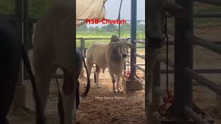 Hisar sperm biotech cheetah bull #cow #baffalo #musicgenre #funny #bafflo #musicstyle #brahmabull