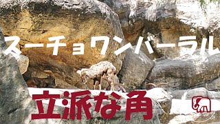 スーチョワンバーラル　金沢動物園