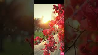 Filhaal 2 Song 🎵(Mohabbat) female version🥰🤩❤ WhatsApp status #short video🥰😍🤗