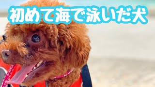 初めて海で泳いだ犬が可愛い(o^^o)【トイプードルのサラ】