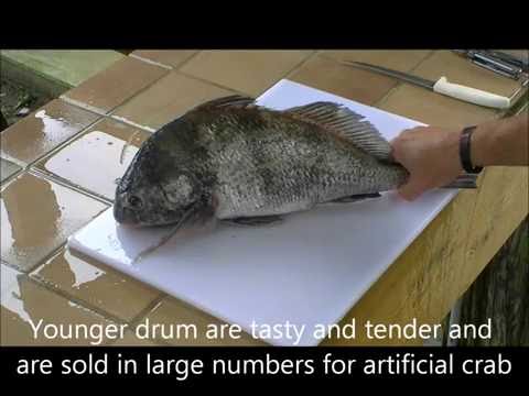 How to Fillet Black Drum Quickly How to Fillet Black Drum Quickly