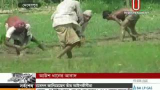 Meherpur rice 25 May 2015