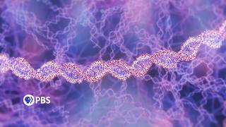 Nova : Beyond the Elements : DNA