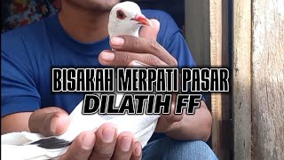 BISAKAH MERPATI PASAR DI LATIH JADI MERPATI FF//AKBARI DAMASTA//KALENG COKLAT