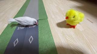 文鳥の様子がおかしい。