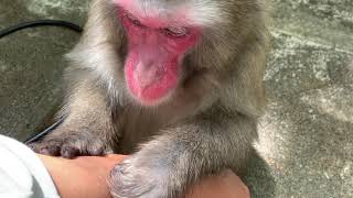 日光さる軍団のミルクちゃんの真剣な毛づくろいCute monkey groomin प्यारा बंदर संवारना Lindo mono acicalado 可爱的猴子美容