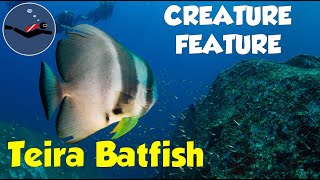 Longfin / Teira Batfish (Platax teira)