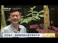 中国三农报道 世界首次！国家植物园巨魔芋集体开花 农业致富经 agriculture and farming