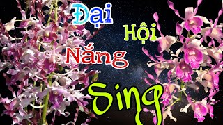 DENDRO NẮNG SING XỔ NHIỀU MẶT HOA ĐỘC LẠ| #HOALANMINHHIEN