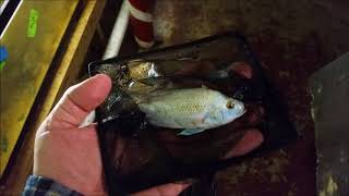 SAME four inch platinum jack dempsey