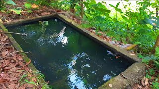 Tilapia Farming - Small Pond for Family Consumption Only