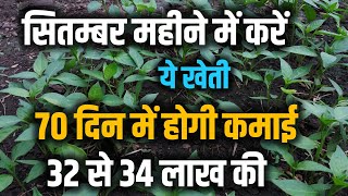 सितम्बर महीने में करें ये खेती 70 दिन में होगी कमाई 32 से 34 लाख की || Mirch Ki Unnat Kheti