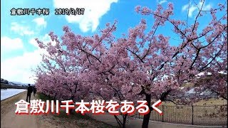 倉敷川千本桜をあるく　2019/3/17